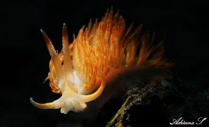 Nudi on fire by Adriana Simeonova 